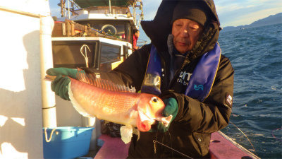 アマダイ(アカアマダイ)