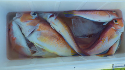 レンコダイ(キダイ)・アマダイ(アカアマダイ)