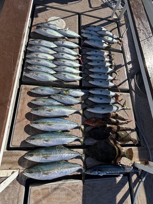 ブリ・サワラ・マゴチ・ヒラメ