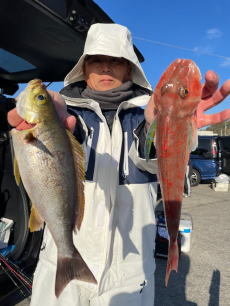 イサキ・ホウボウ