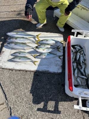 マアジ・ブリ・ハマチ(ブリ)・メジロ(ブリ)