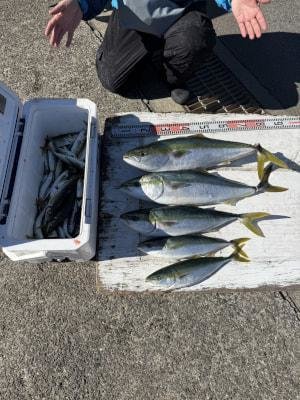 マアジ・ブリ・ハマチ(ブリ)・メジロ(ブリ)