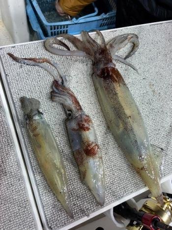 ヤリイカ・スルメイカ・マイカ(ケンサキイカ)