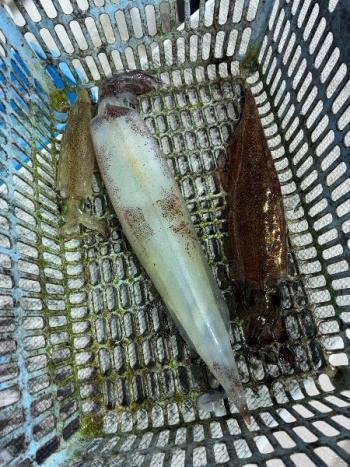 ヤリイカ・マイカ(ケンサキイカ)