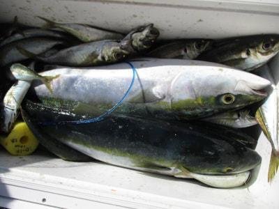 アジ(マアジ)・メジロ(ブリ)