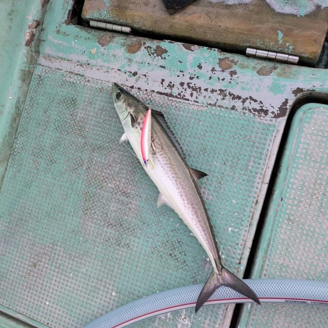 サゴシ(サワラ)