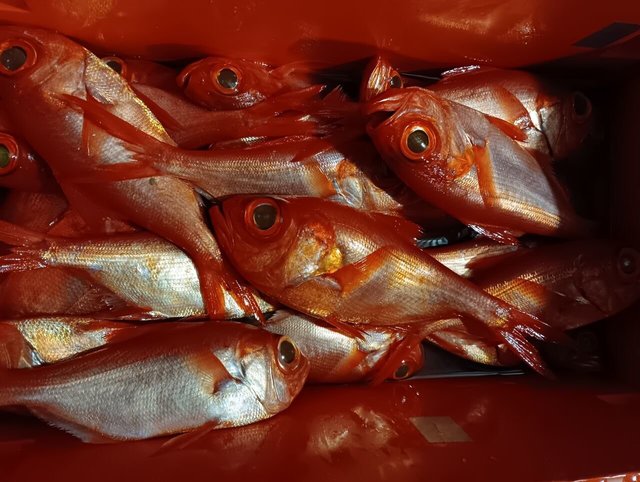 キンメ(キンメダイ)