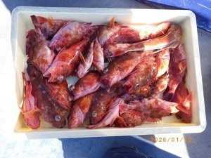 カサゴ