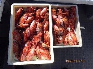 カサゴ