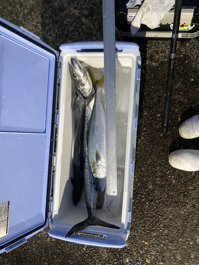 メジロ(ブリ)・サワラ