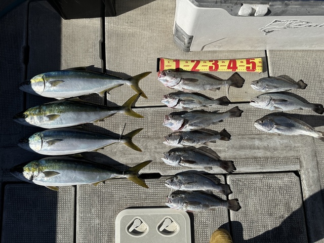 メジロ(ブリ)・クログチ