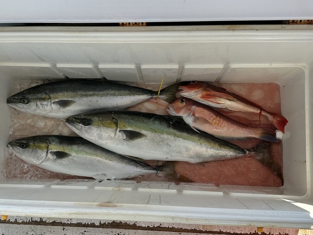 イナダ(ブリ)・ワラサ(ブリ)・アマダイ(アカアマダイ)・ホウボウ