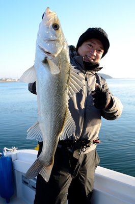 シーバス(スズキ)