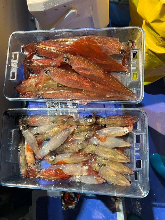 マルイカ(ケンサキイカ)・ヤリイカ