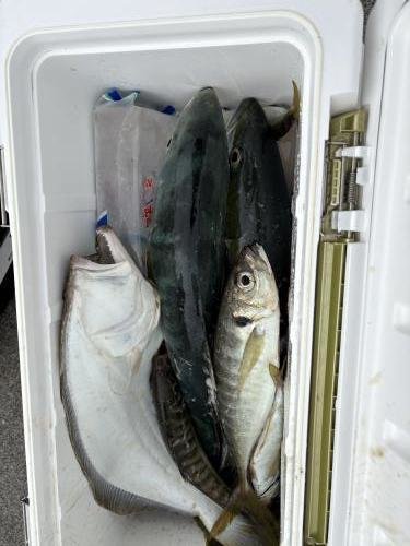 アジ(マアジ)・ワラサ(ブリ)・ヒラメ