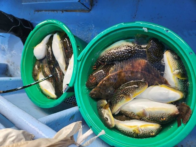 ショウサイフグ