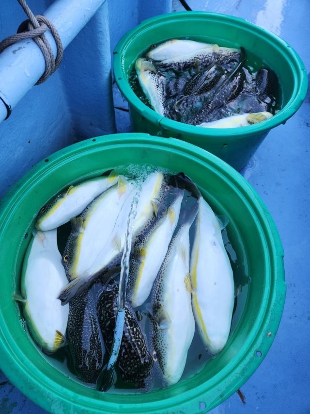 ショウサイフグ