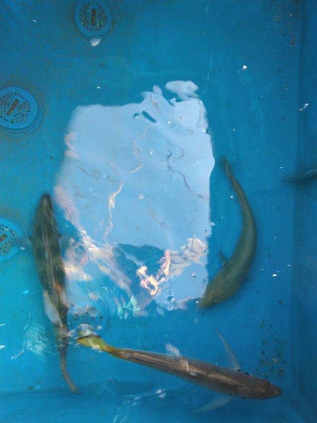 マアジ・マサバ