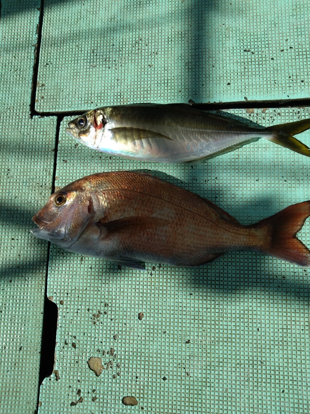 タイ(マダイ)・アジ(マアジ)