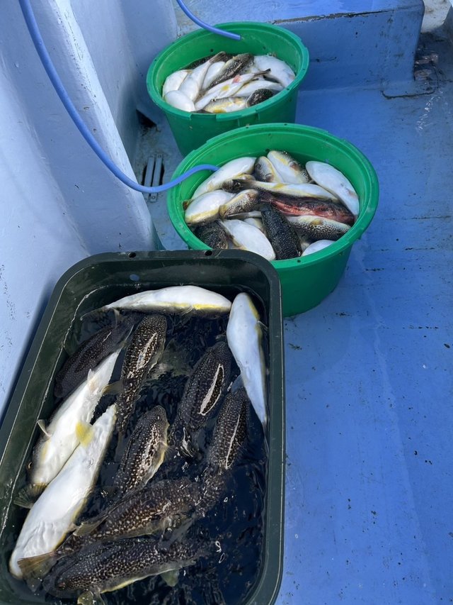 ショウサイフグ