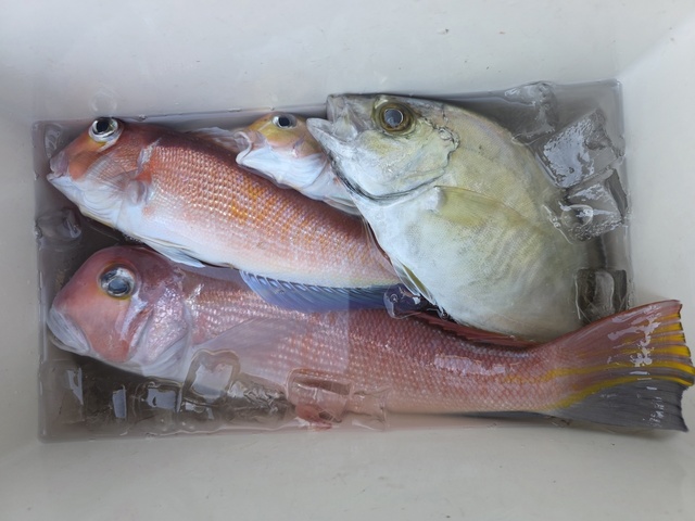 アマダイ(アカアマダイ)