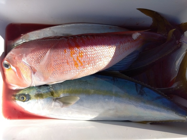 イナダ(ブリ)・アマダイ(アカアマダイ)