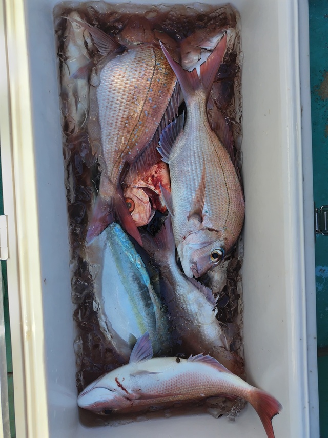 マダイ・イナダ(ブリ)