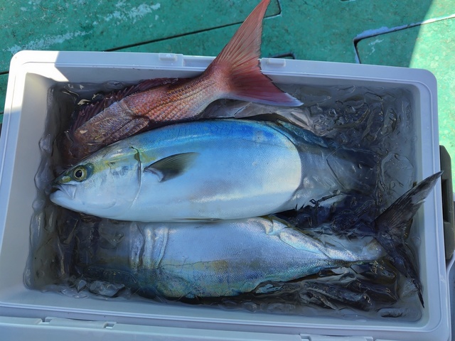 マダイ・イナダ(ブリ)