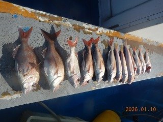 マダイ・アマダイ(アカアマダイ)