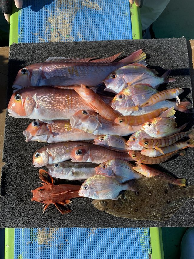 アマダイ(アカアマダイ)