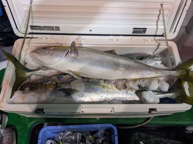 ブリ・ワラサ(ブリ)