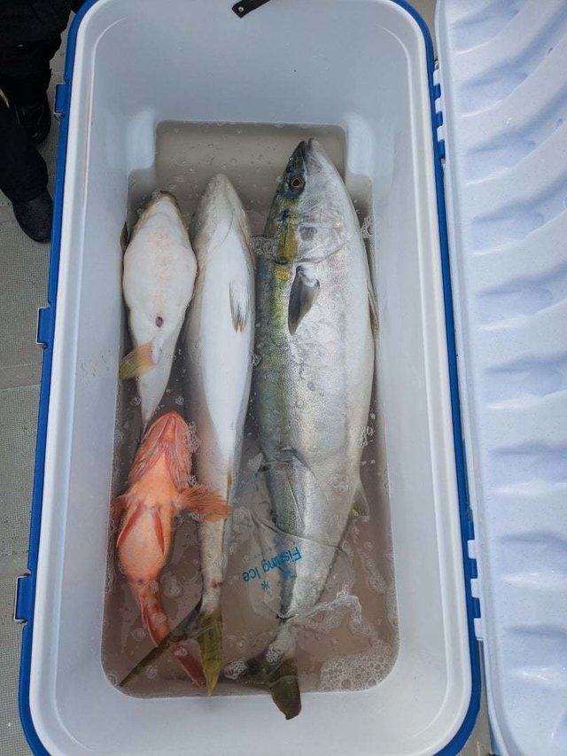 ブリ・イナダ(ブリ)・ワラサ(ブリ)・ウッカリカサゴ