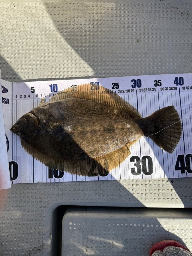 カレイ(マコガレイ)