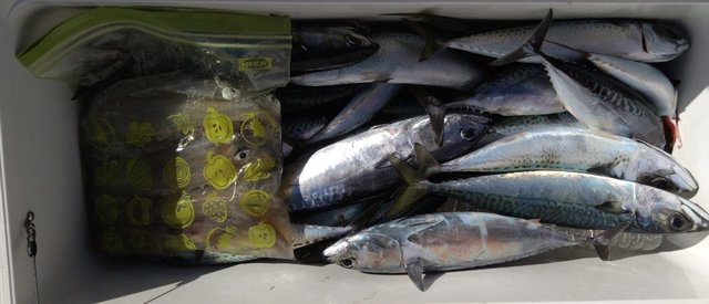 サバ(ゴマサバ)