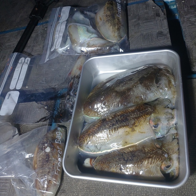 モンゴウイカ(カミナリイカ)