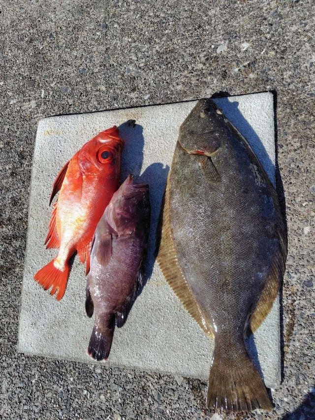 ヒラメ・キンメダイ・ハタ(マハタ)