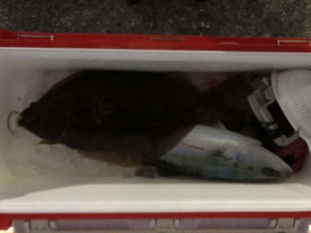 ワラサ(ブリ)・ヒラメ