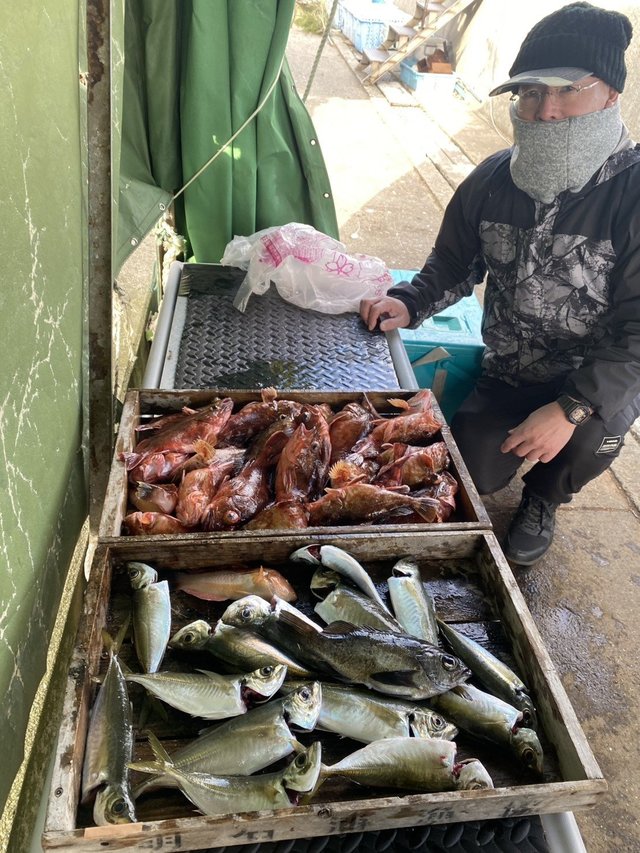 マアジ・ガシラ(カサゴ)・メバル