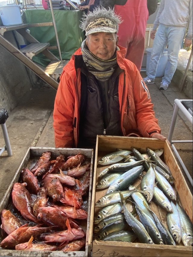 マアジ・ガシラ(カサゴ)