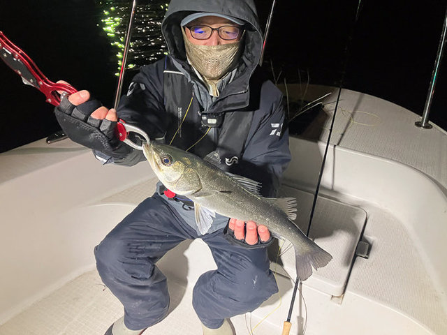 シーバス(スズキ)