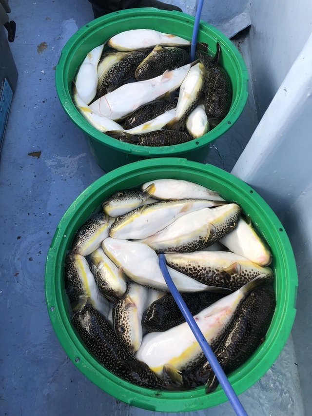 ショウサイフグ