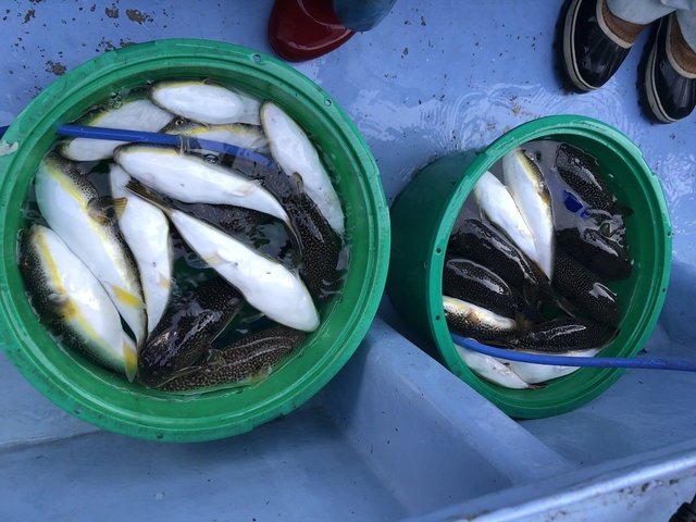 ショウサイフグ