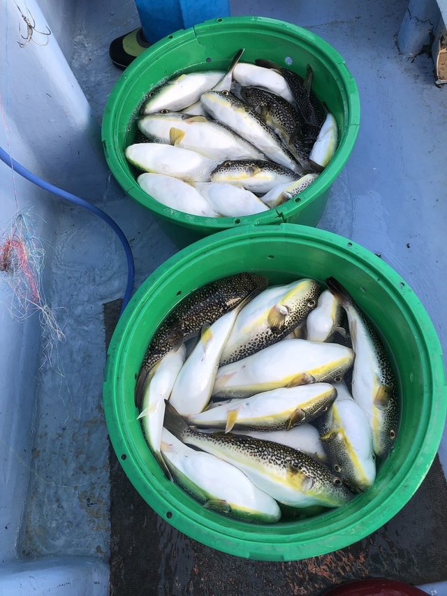 ショウサイフグ