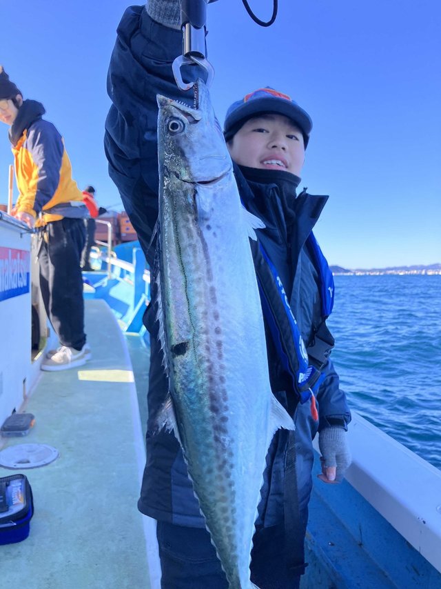 サゴシ(サワラ)