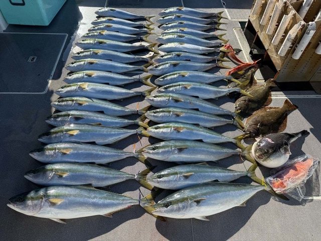 ハマチ(ブリ)・ホウボウ・ヒラメ