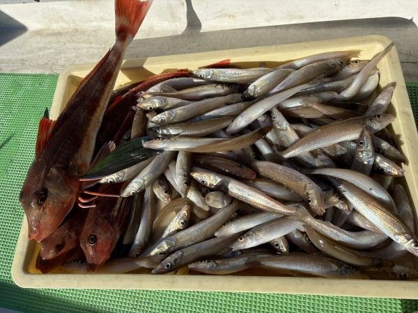 シロギス・ホウボウ