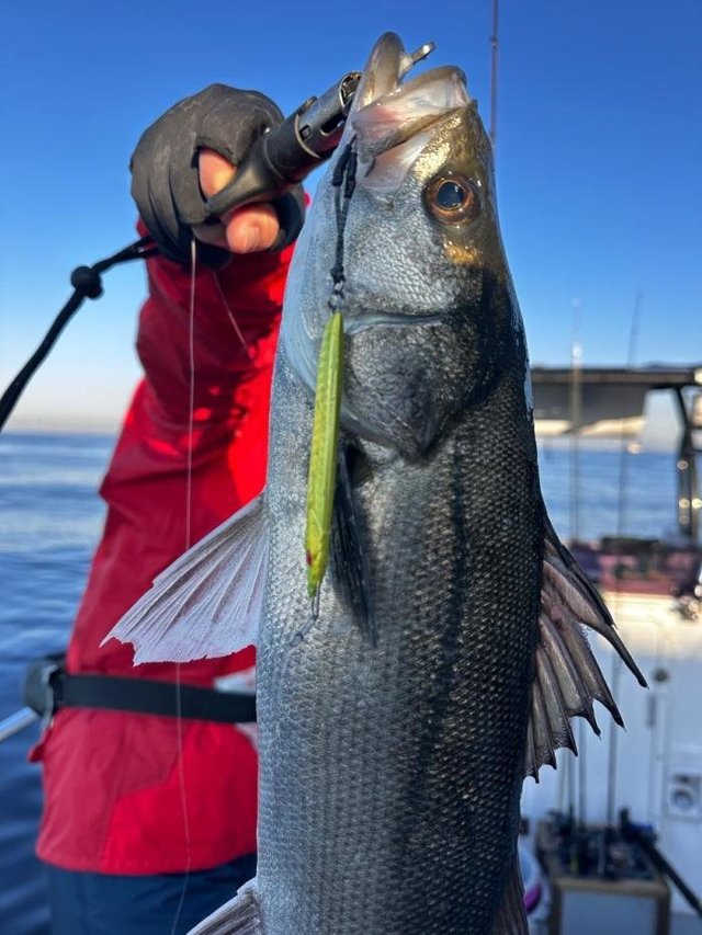 シーバス(スズキ)