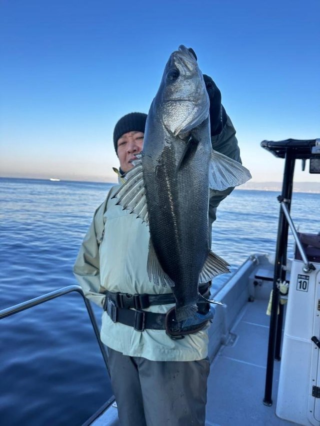 シーバス(スズキ)