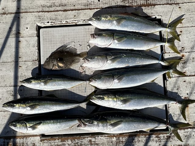 イナダ(ブリ)・ワラサ(ブリ)・マトウダイ