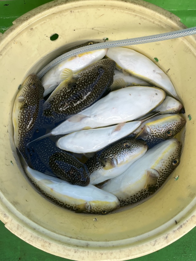 ショウサイフグ